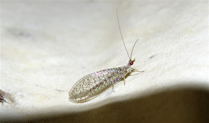 Chrysopidae:   Pseudomallada venosus